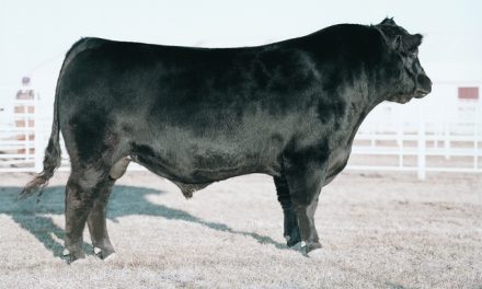 Angus Semen For Sale: SB10-3495