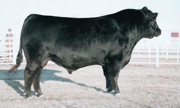 Angus Semen For Sale: SB10-3495