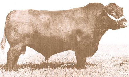 Shorthorn Semen For Sale:  SB10-3515