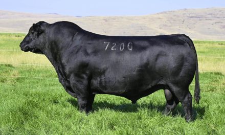 Angus Semen Wanted:  SB10-3532