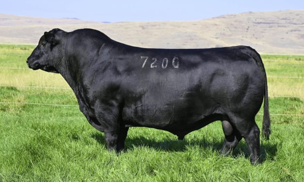 Angus Semen Wanted:  SB10-3532