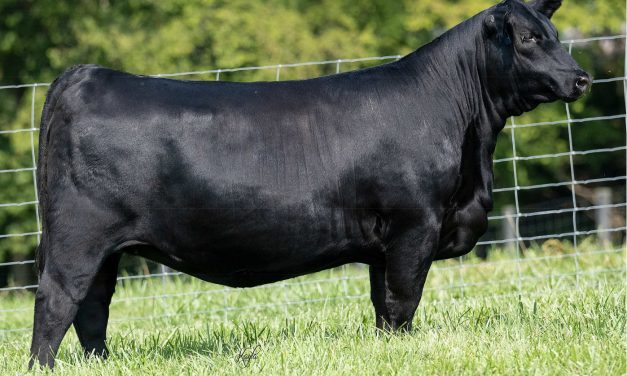 Angus Guaranteed Pregnancy: SB10-3503