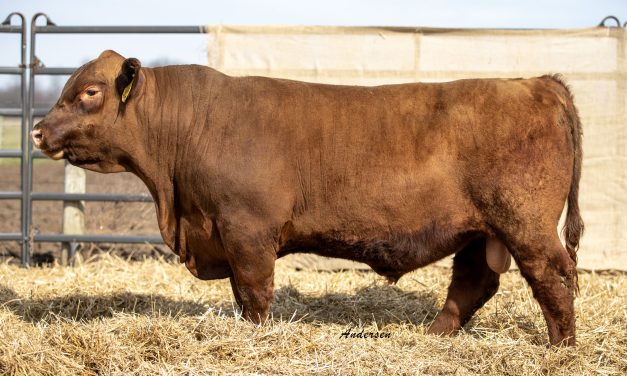 Red Angus Semen For Sale:  SB10-3492