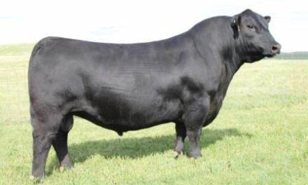 Angus Semen Wanted:  SB10-3486