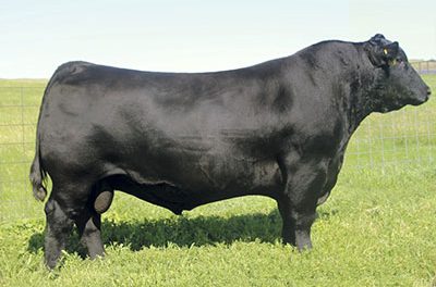 Angus Semen Wanted:  SB10-3517