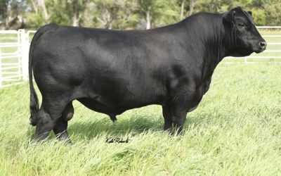 Angus Semen For Sale: SB10-3888