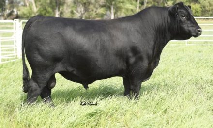 Angus Semen For Sale:  SB10-3501