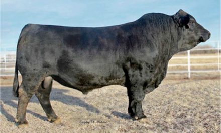 Simmental Semen For Sale:  SB10-3505