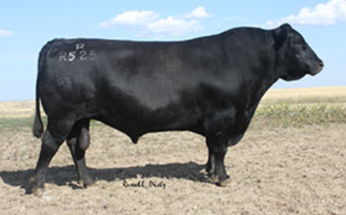 Angus Semen For Sale:  SB10-3499