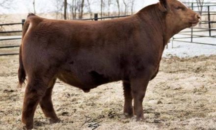 Simmental Semen For Sale:  SB10-3497