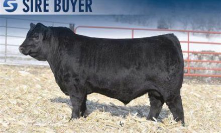 Angus Semen For Sale:  SB10-3489