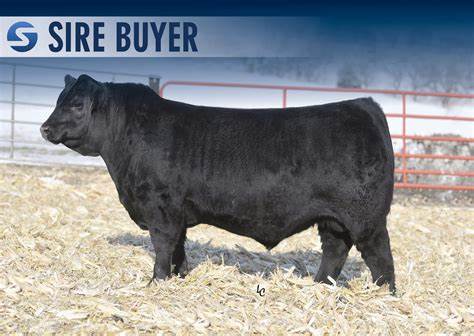 Angus Semen For Sale:  SB10-3489