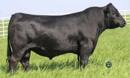 Angus Embryos For Sale:  SB10-3586