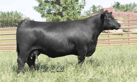 Angus Embryos For Sale:  SB10-3553
