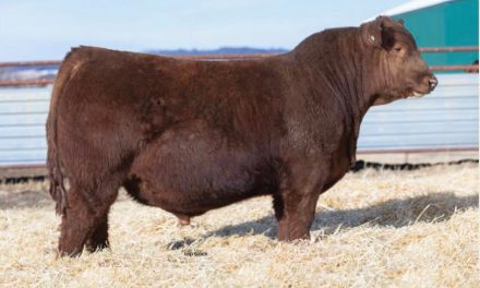 Red Angus Semen Wanted:  SB10-3521