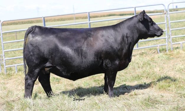 Angus Embryos For Sale:  SB10-3536
