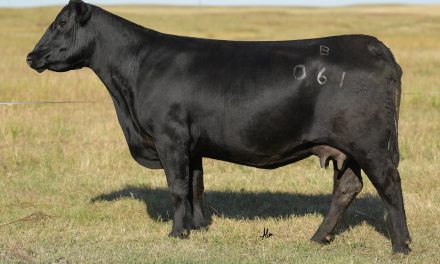 Angus Embryos For Sale:  SB10-3538