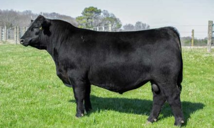 Angus Embryos For Sale:  SB10-3547