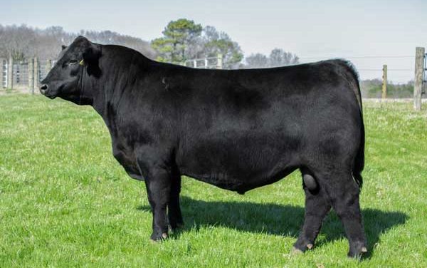 Angus Embryos For Sale:  SB10-3547