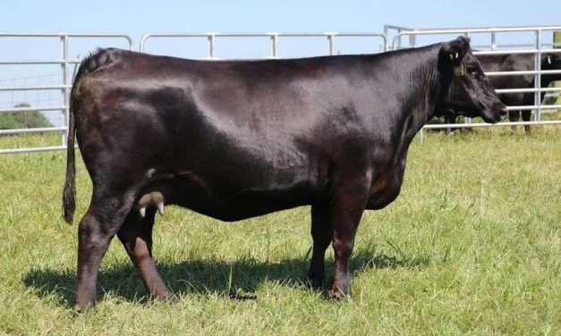 Angus Embryos For Sale:  SB10-3546