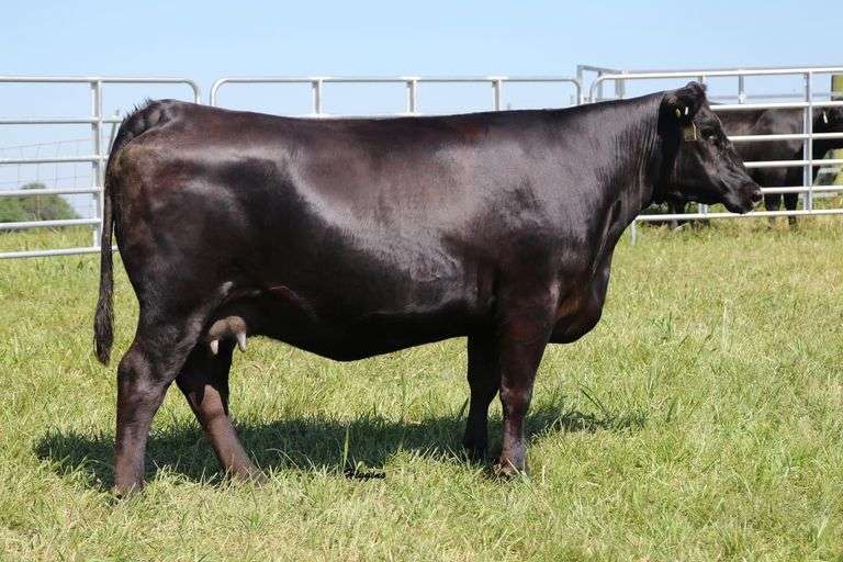 Daltons Rita 785