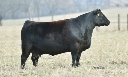 Angus Embryos For Sale:  SB10-3530