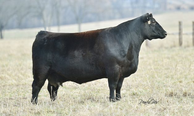 Angus Embryos For Sale:  SB10-3530