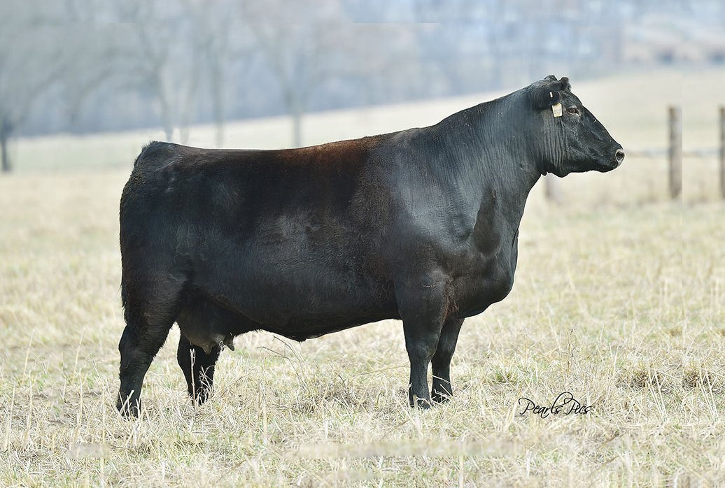 Eur Elga of Conanga 9109