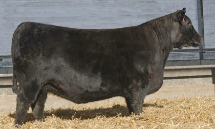 Angus Embryos for Sale:  SB10-3869