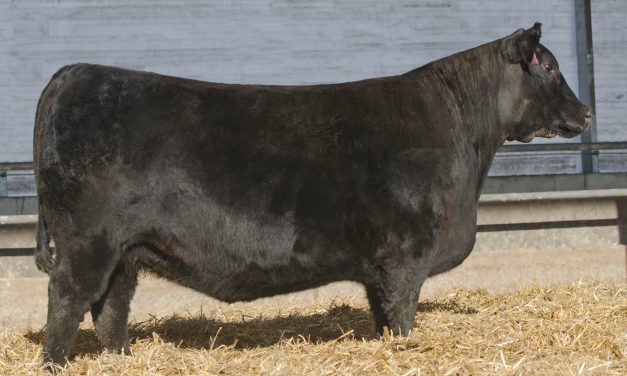 Angus Embryos for Sale:  SB10-3869