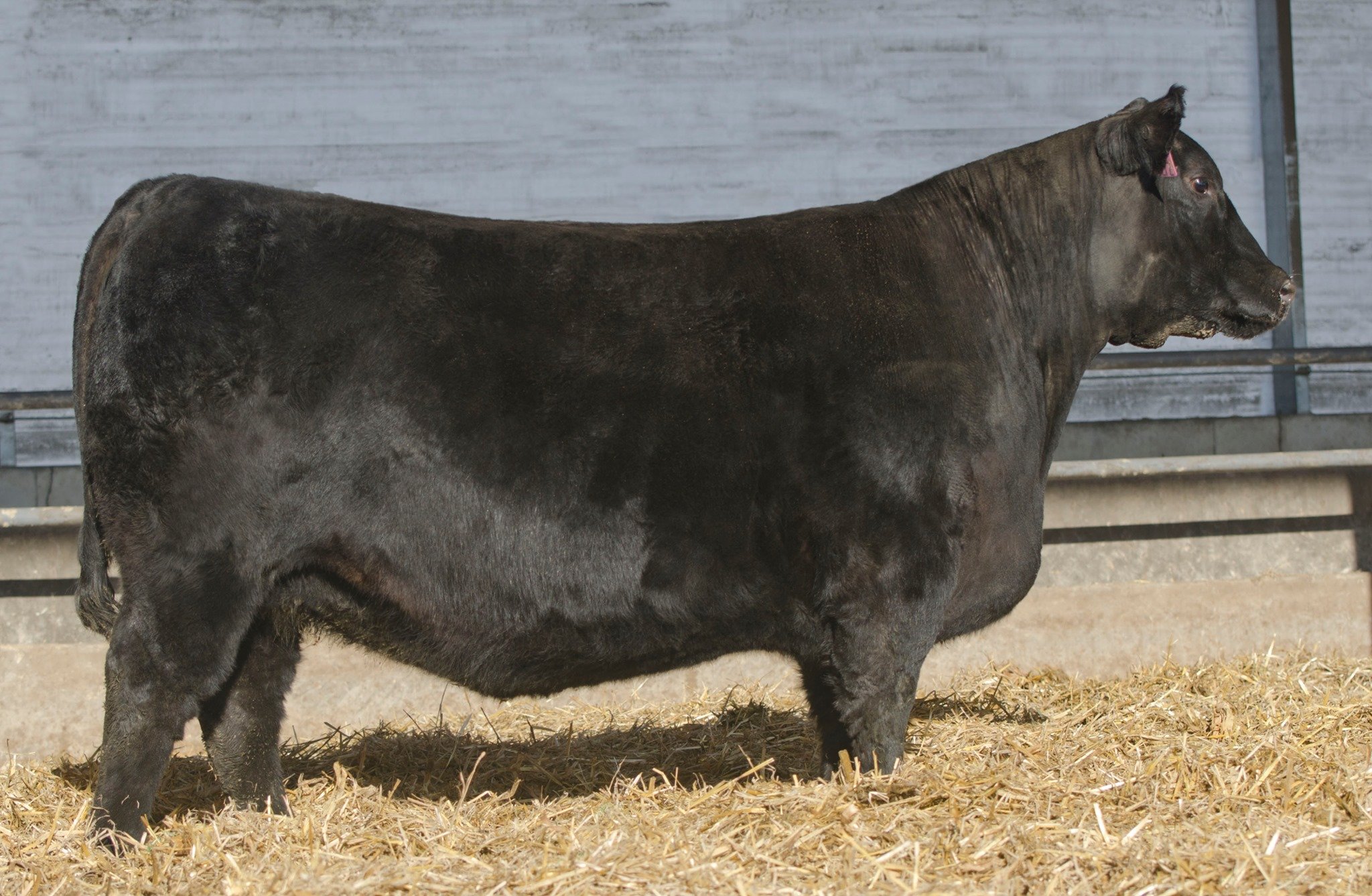Frosty Elba Lizzy 1626 Sale Heifer Pic