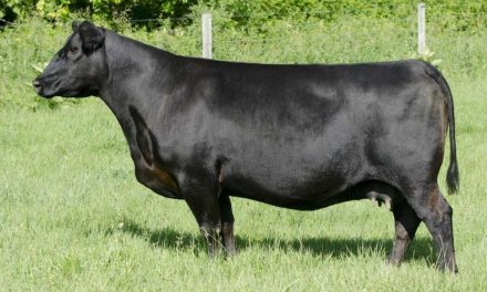Angus Embryos For Sale:  SB10-3523