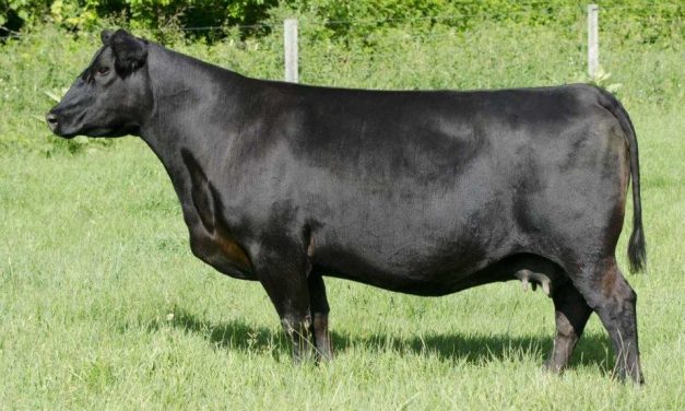 Angus Embryos For Sale:  SB10-3523