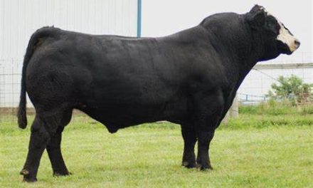 Club Calf Semen For Sale:  SB10-1717