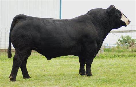 Club Calf Semen For Sale:  SB10-1717