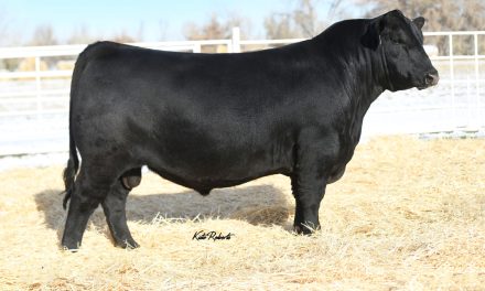 Angus Embryos For Sale:  SB10-3539