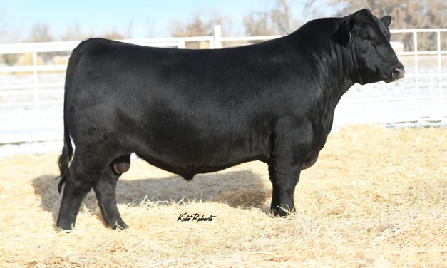 Angus Embryos For Sale:  SB10-3539