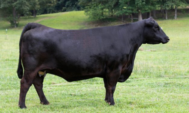 Angus Embryos For Sale:  SB10-3546