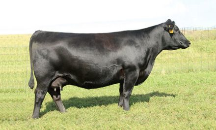 Angus Embryos For Sale:  SB10-3526