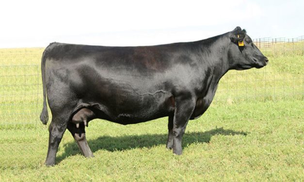 Angus Embryos For Sale:  SB10-3526