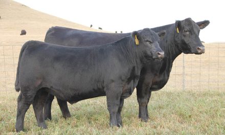 Angus Embryos For Sale:  SB10-3531