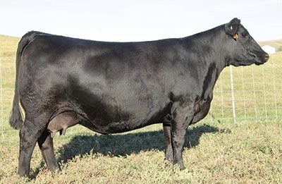 Angus Embryos For Sale:  SB10-3554