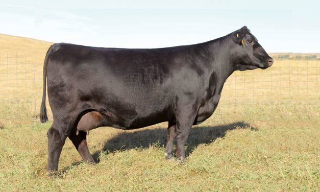 Angus Embryos For Sale:  SB10-3525