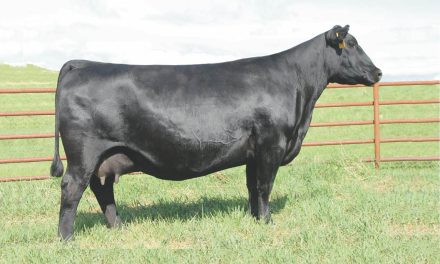 Angus Embryos For Sale:  SB10-3528