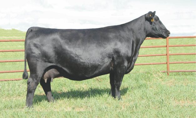 Angus Embryos For Sale:  SB10-3528