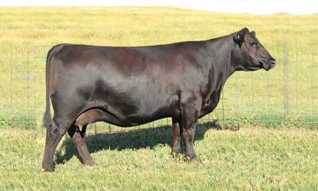Angus Embryos For Sale:  SB10-3529