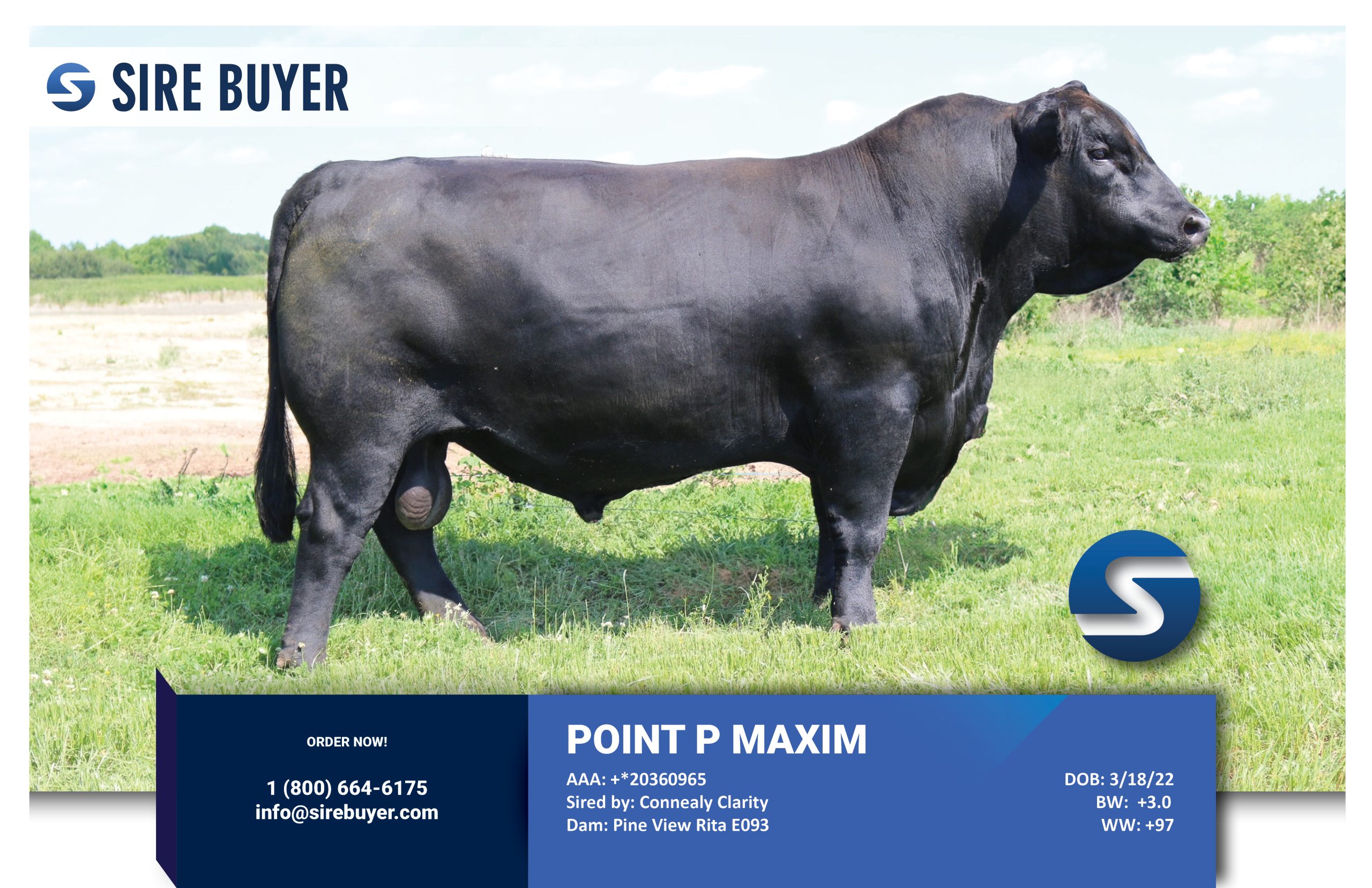 Website - maxim