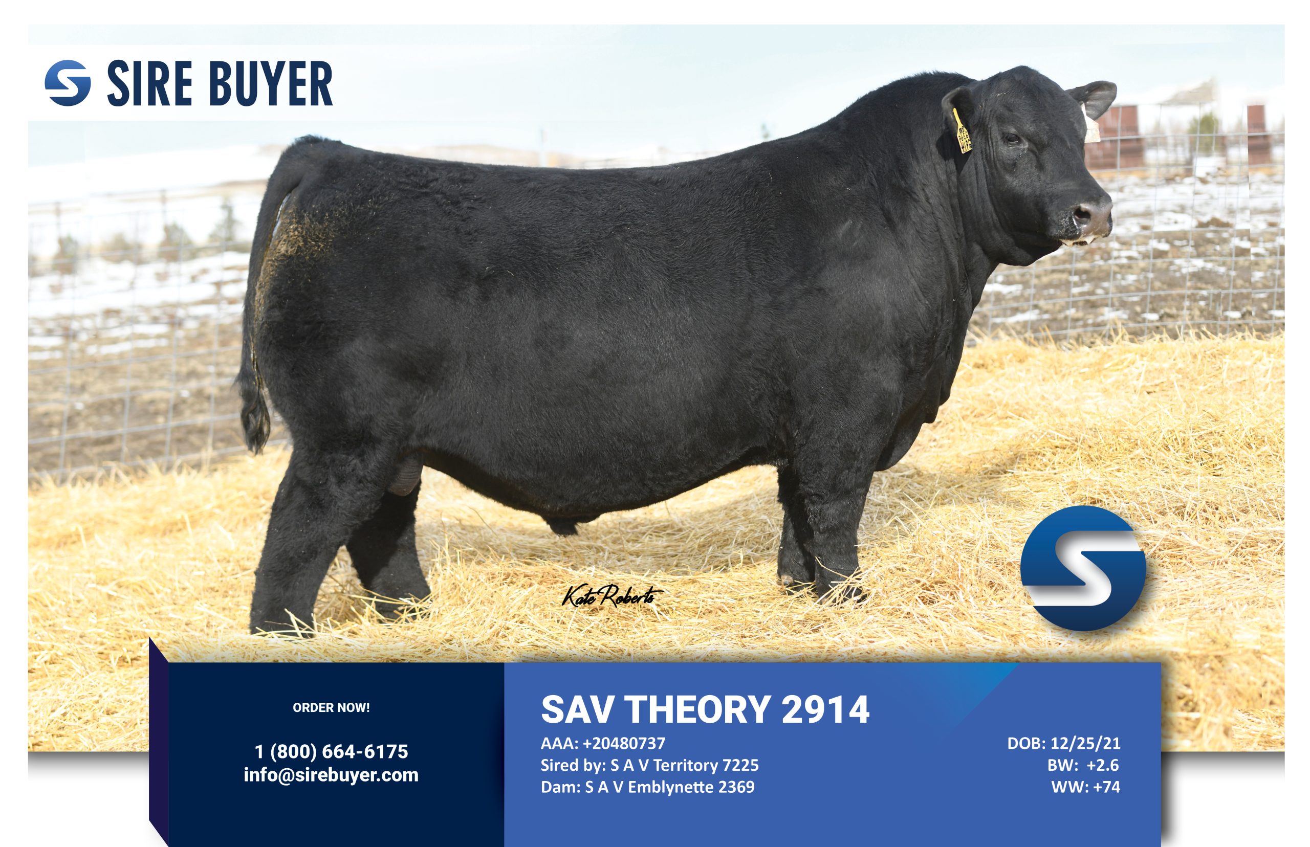 Website - sav theory