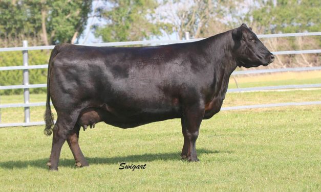 Angus Embryos For Sale:  SB10-3529