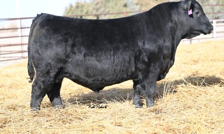 Angus Embryos For Sale:  SB10-3537